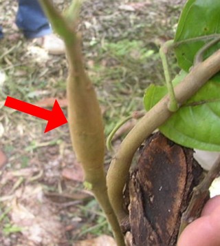 <i>Cacao swollen shoot virus</i> Species of virus