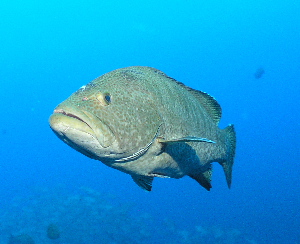 <span class="mw-page-title-main">Sailfin grouper</span> Species of fish