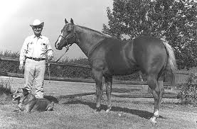 Cutter Bill Quarter Horse show stallion and sire