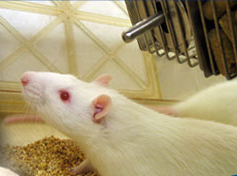 <span class="mw-page-title-main">Knockout rat</span> Type of genetically engineered rat