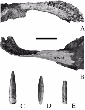 <i>Karongasaurus</i> Extinct genus of dinosaurs