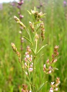 <i>Lespedeza leptostachya</i> Species of plant