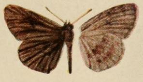 <i>Isoteinon abjecta</i> Species of butterfly