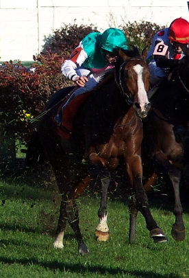 <span class="mw-page-title-main">Sea Moon</span> British-bred Thoroughbred racehorse