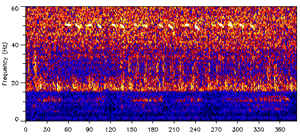 <span class="mw-page-title-main">52-hertz whale</span> Whale who calls at unusual frequency