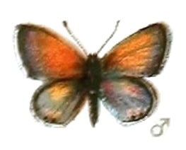 <i>Eicochrysops messapus</i> Species of butterfly