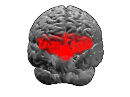 <span class="mw-page-title-main">Brodmann area 11</span> Brain area