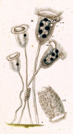 <i>Vorticella</i> Genus of single-celled organisms