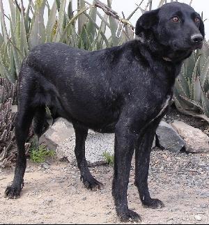 <span class="mw-page-title-main">Perro Majorero</span> Dog breed