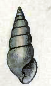 <i>Tiberia</i> Genus of gastropods