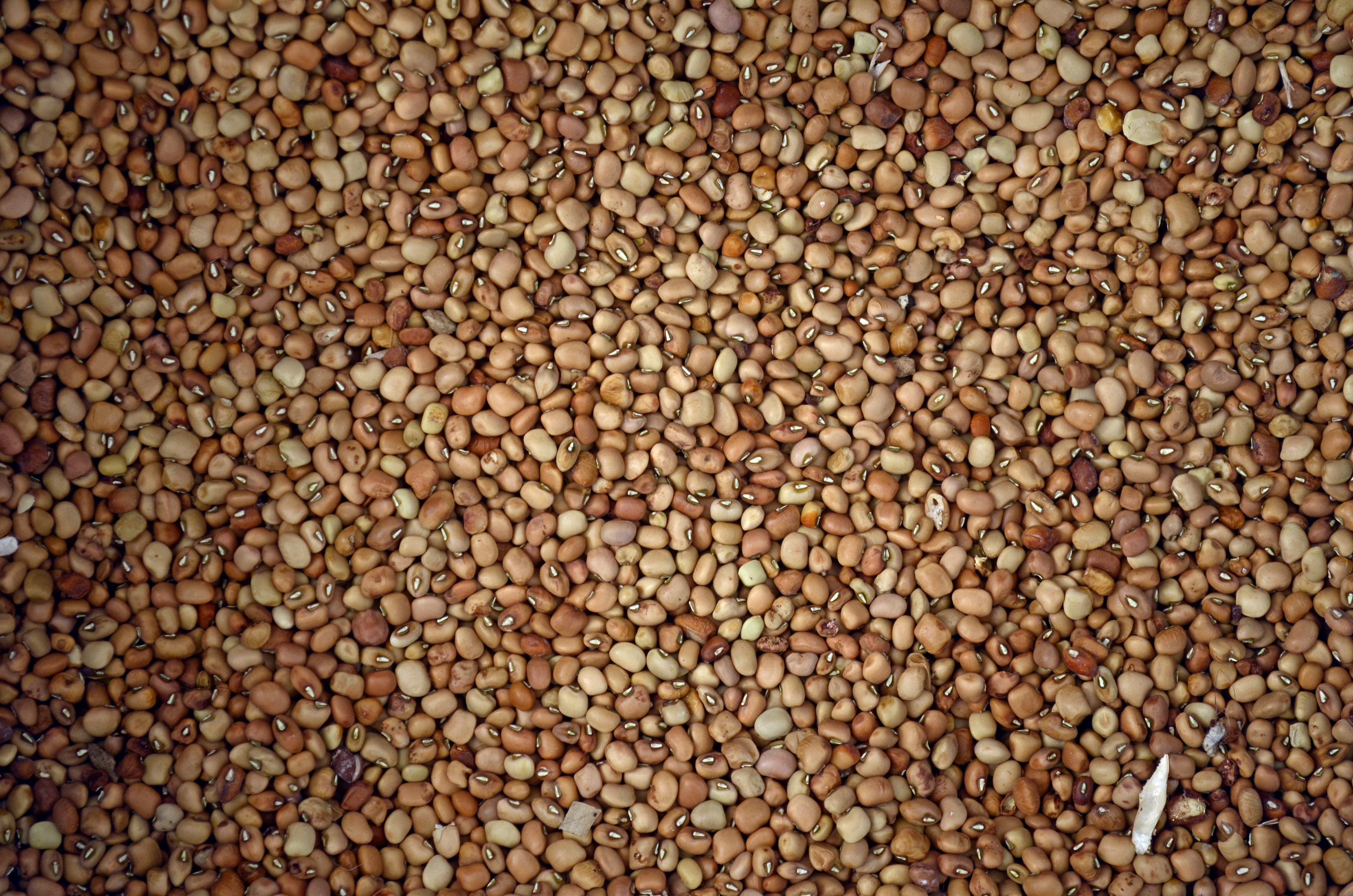 Cowpea_Brown_Vigna_catjang_JEG3347