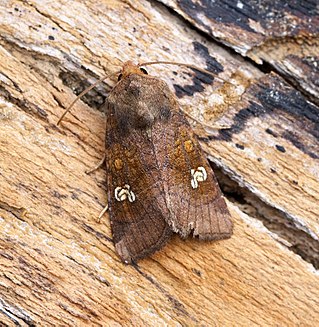 <span class="mw-page-title-main">Noctuidae</span> Type of moths commonly known as owlet moths, cutworms or armyworms