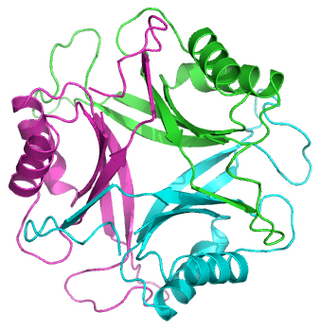 <span class="mw-page-title-main">Pii nitrogen regulatory proteins</span>