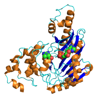 <span class="mw-page-title-main">Creatine kinase</span> Class of enzymes