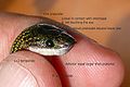 Identification characteristics of Yellow-spotted Wolf snake Lycodon jara.