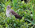 Diżż tal-Ilma Anthus Spinoletta