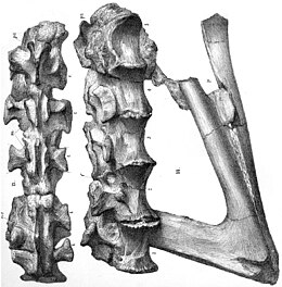 Az Aristosuchus pusillus keresztcsontja és szeméremcsontja.