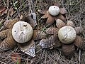 erdsternartig Gemeiner Wetterstern Astraeus hygrometricus