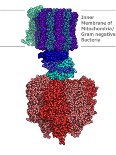 <span class="mw-page-title-main">ATP synthase</span> Enzyme