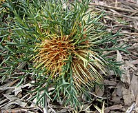 Banksia fraseri