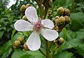 Blütenstand mit vielen Blütenknospen und Blüte