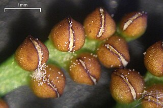 <i>Botrychium pinnatum</i> North American species of moonwort