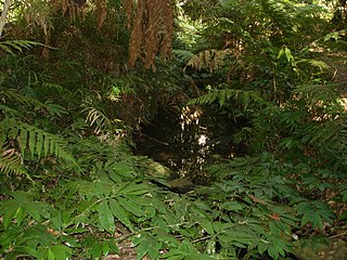 <span class="mw-page-title-main">Bunya Mountains</span> Mountain range in Queensland, Australia