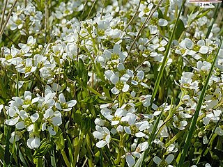 <i>Cochlearia anglica</i> Species of flowering plant