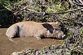 Pig in the open air in Southern Corsica