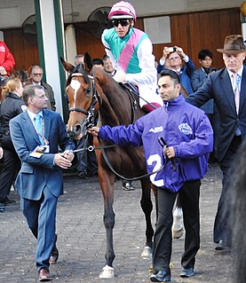 Enable (horse) British-bred Thoroughbred racehorse