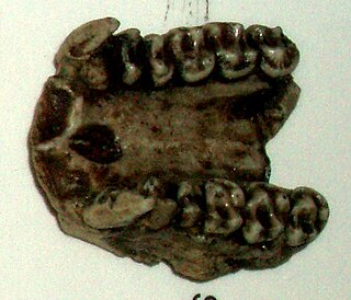 <i>Dendropithecus</i> Extinct genus of primates