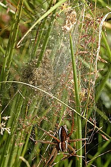 Dolomedes.fimbriatus.guarding.nursery.tent.jpg