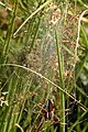 Dolomedes fimbriatus guarding nursery tent