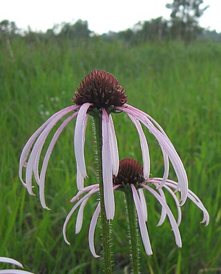 <i>Echinacea simulata</i> Species of flowering plant