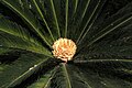 Fleur de cycas revoluta. Diamètre de la fleur : 22 cm. Espagne