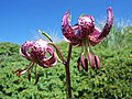 Lilium martagon