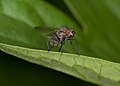 Unidentified fly (Stuttgart, Germany)