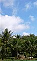 Village vegetation