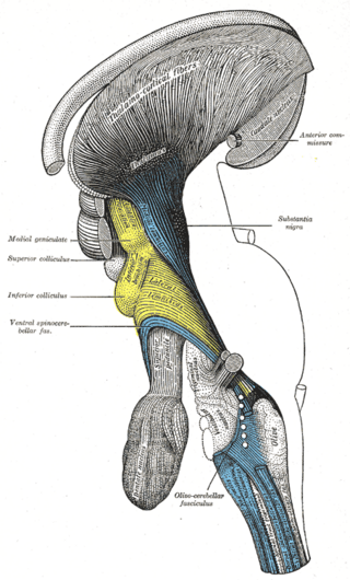 <span class="mw-page-title-main">Thalamocortical radiations</span> Neural pathways between the thalamus and cerebral cortex