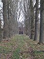 Allee westlich des Schlosses von W (2004 niedergelegt und mit Winterlinden neu gepflanzt)