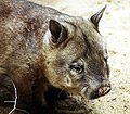 Thumbnail for Northern hairy-nosed wombat