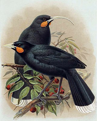 <span class="mw-page-title-main">Huia</span> Extinct species of bird