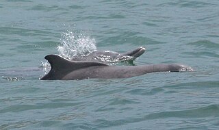 <span class="mw-page-title-main">Humpback dolphin</span> Genus of mammals