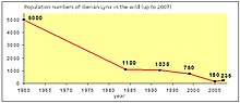 Graph showing Iberian lynx population in Spain, 1960-2007 Iberian Linx Population in the wild.jpg