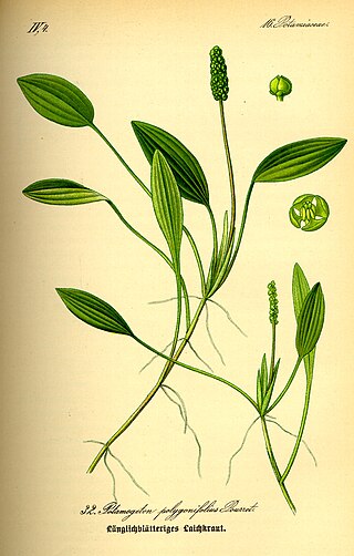 <i>Potamogeton polygonifolius</i> Species of aquatic plant