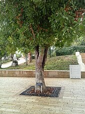 La photographie en couleur représente un arbre planté sur un espace pavé de pierres grises. Devant l'arbre se trouve un petit écriteau portant le nom et la nationalité d'Irena Sendler