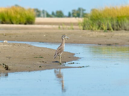 Juvenile yellow-crowned night heron in a saltmarsh