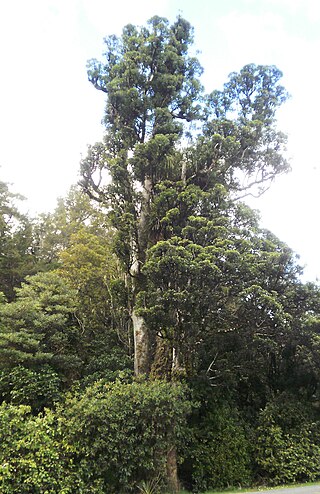 <i>Laurelia novae-zelandiae</i> Species of tree