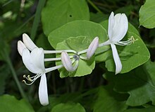 Lonicera caprifolium RF.jpg