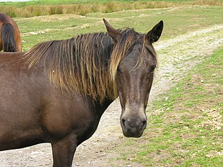 Lundy Pony Breed of pony